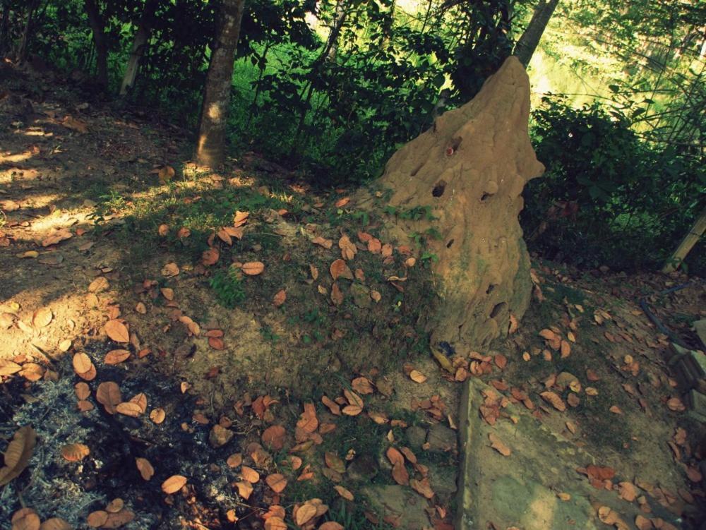 ディックウェラ Hidden Well Hiriketiyaホステル エクステリア 写真